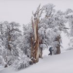 Treeline